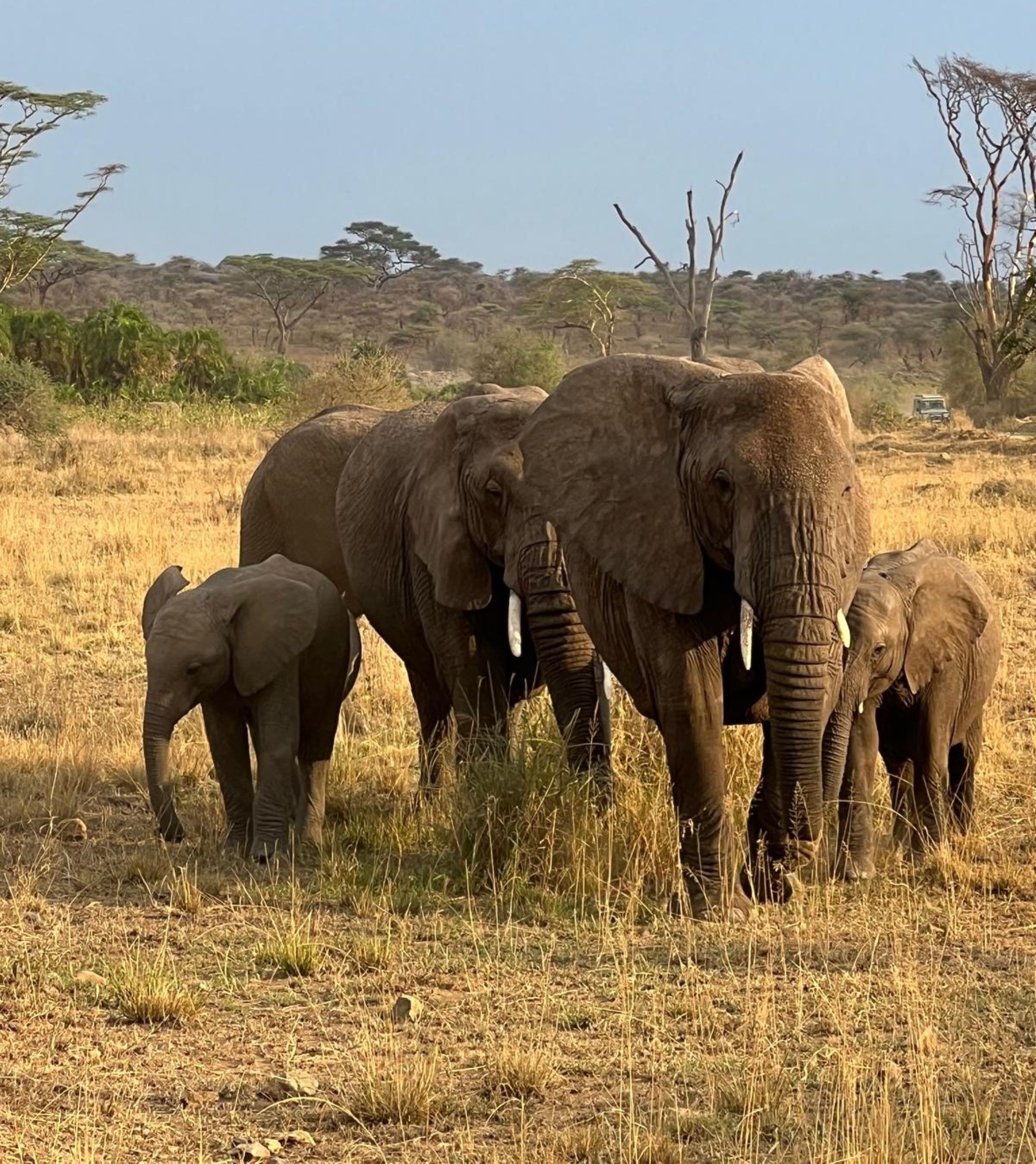 Elephant 6