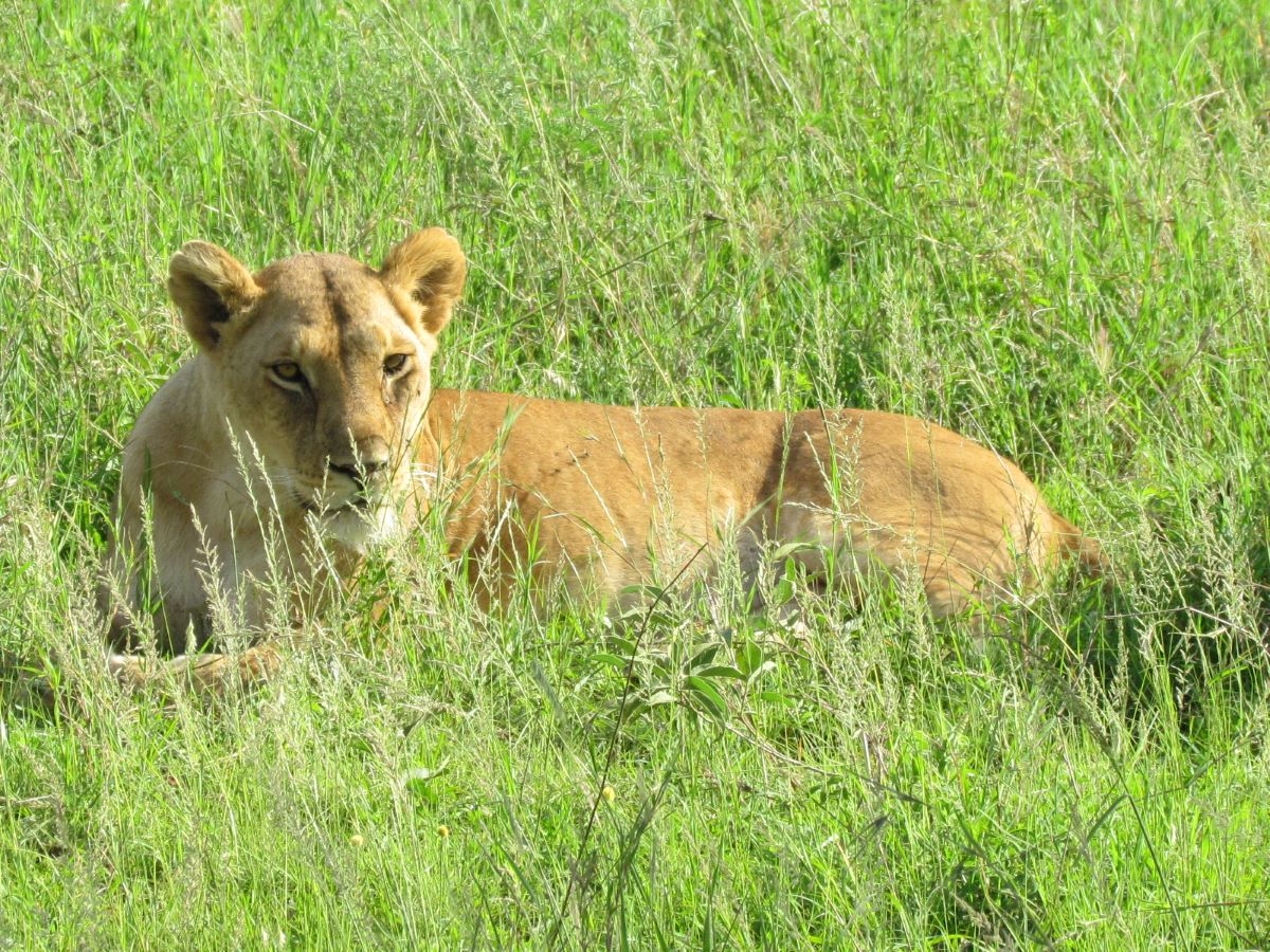 Female Lion