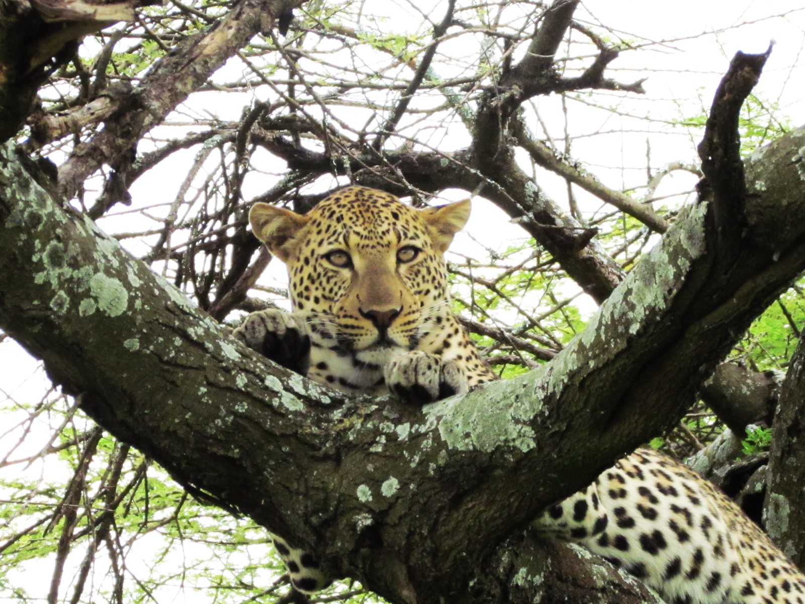 Leopard 1
