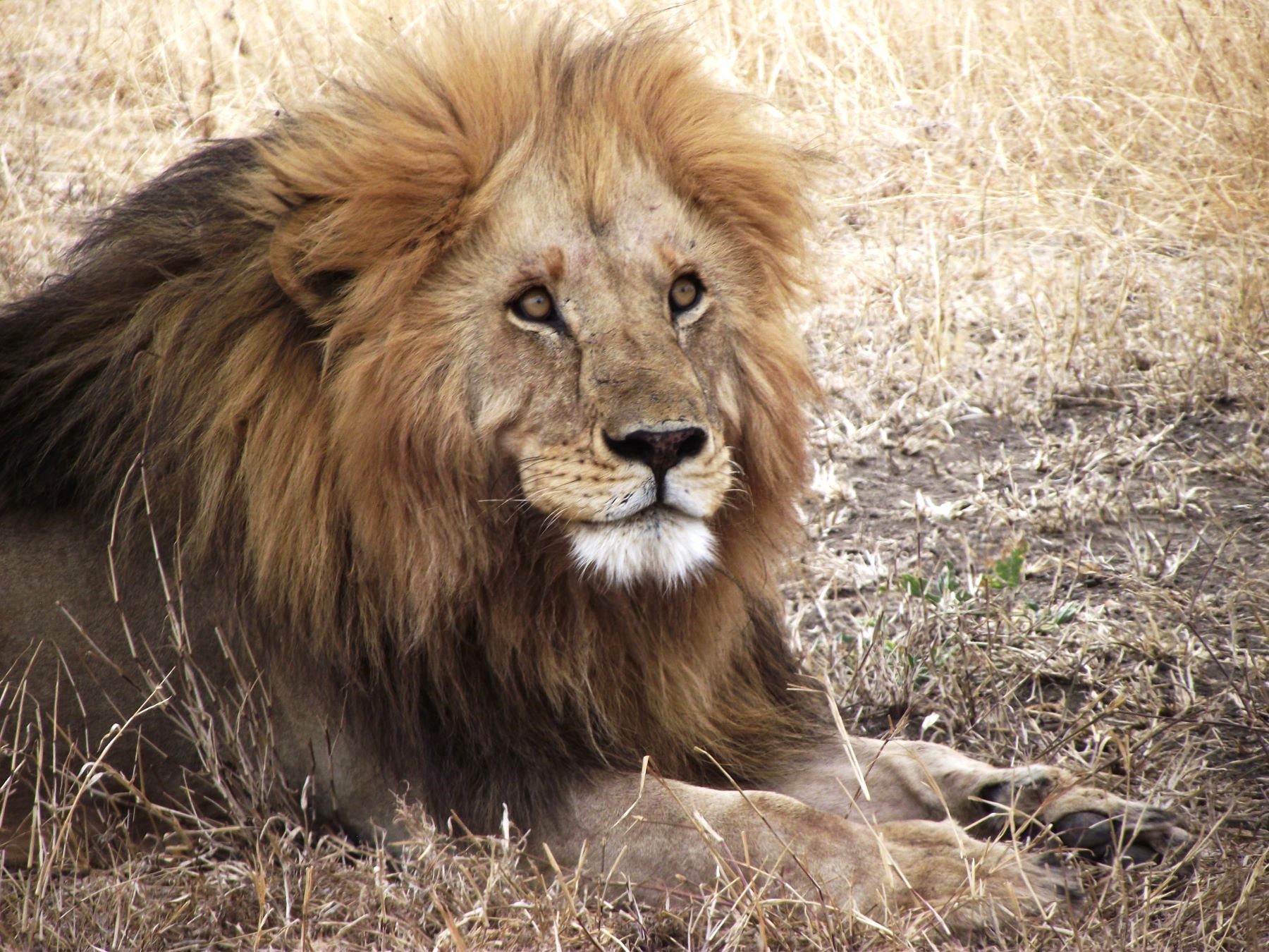 Lion 8