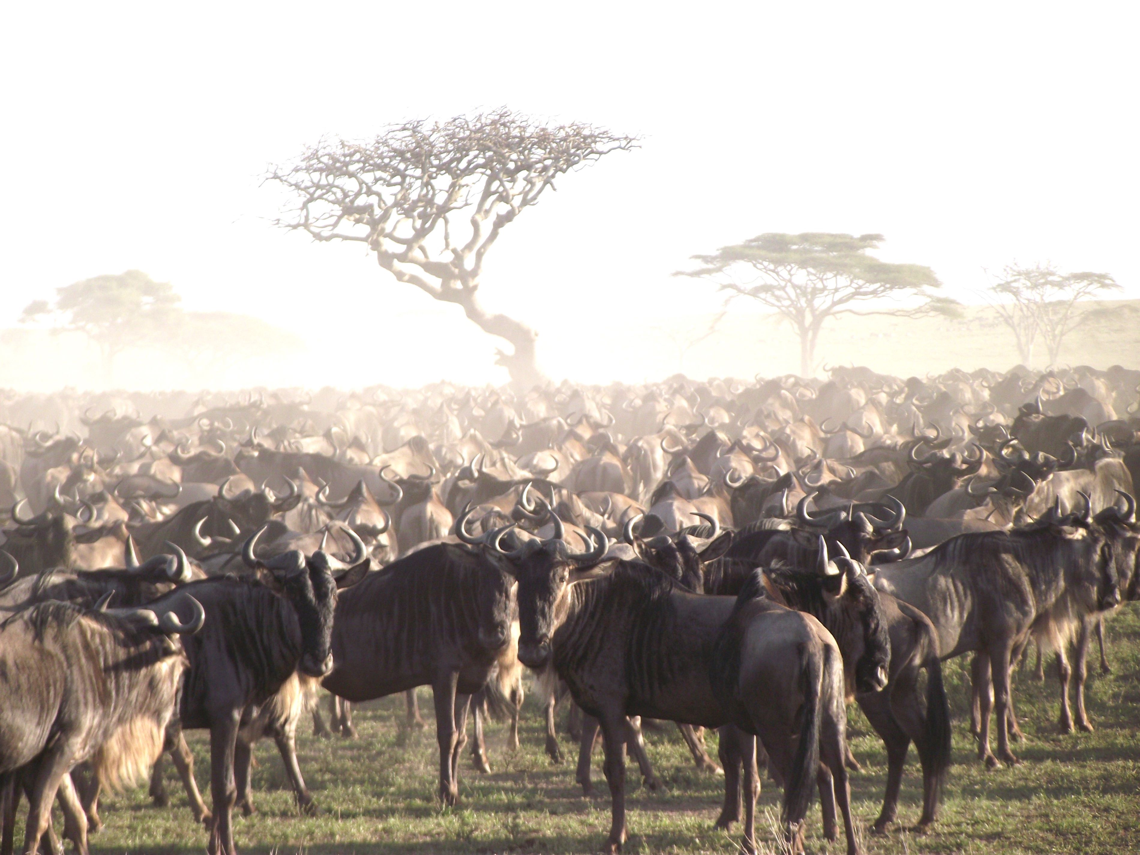 Southern Migration 7