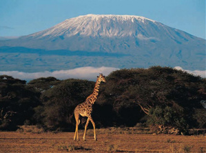 kilimanjaro