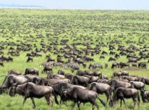 westserengeti